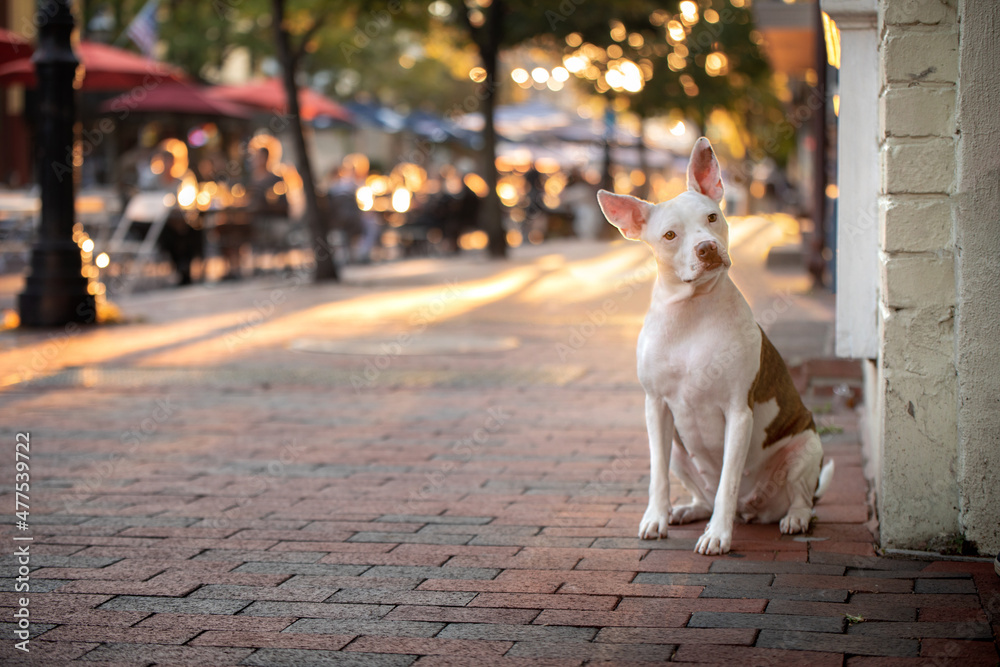 cute pitbull chihuahua mixed breed dog with big ears sits on cobbled street at sunset with outdoor dining cute pitbull chihuahua mixed breed dog with big ears sits on cobbled street at sunset with outdoor dining