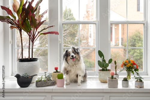 adorable smiling miniature australian shepherd sitting with succulents and cactuses in front of windowsn photo