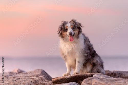 adorable fluffy australian shepherd on jetty at beach with sunset © Danielle Press
