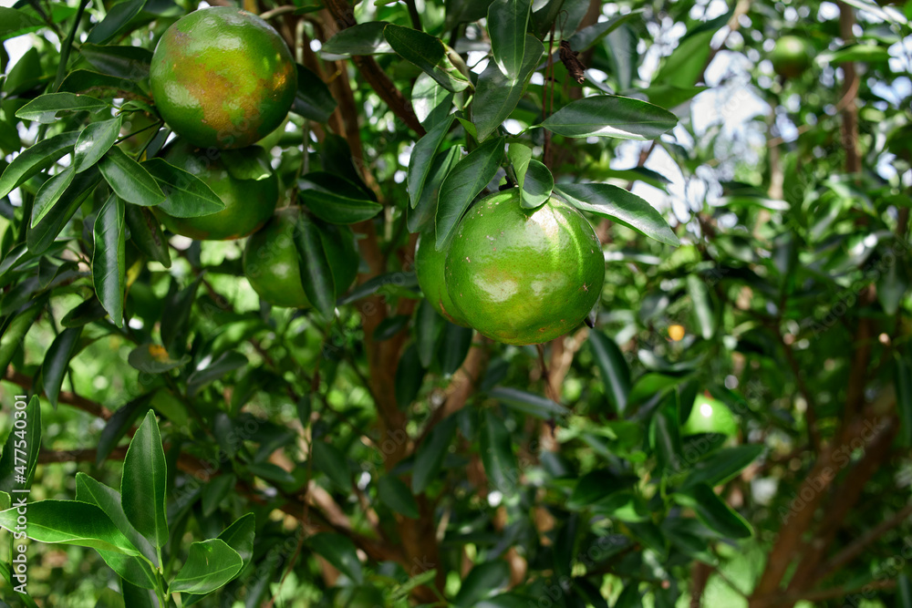 Fresh orange on tree branch