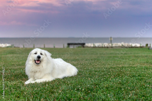 great pyrenees sitting on grass with purple sunset photo