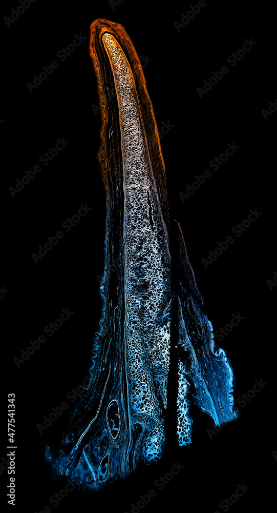 Epiglottis fibrous connective tissue under the microscope, detailed