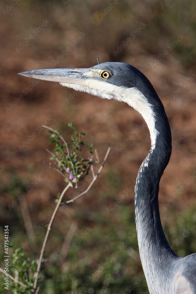 Black-headed Heron, Addo Elephant National Park Black-headed Heron, Addo Elephant National Park