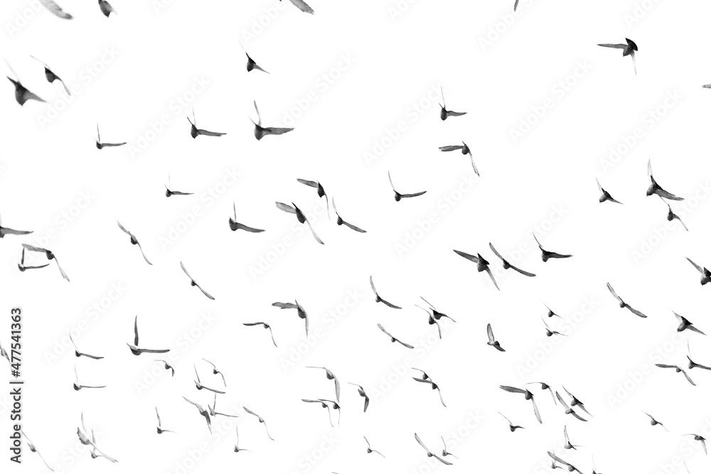 pigeons flying against white sky background pigeons flying against white sky background