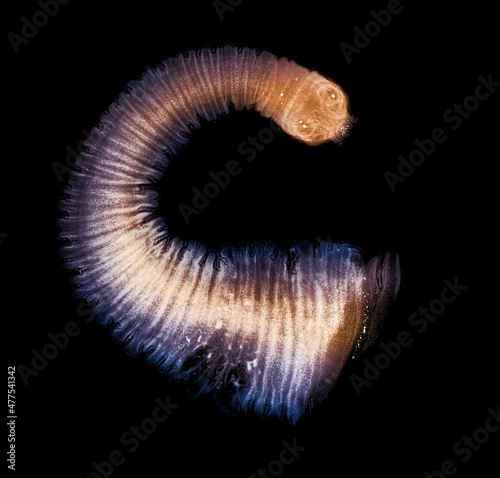 Tapeworm head and neck segments, medical parasitology species Taenia solium photo