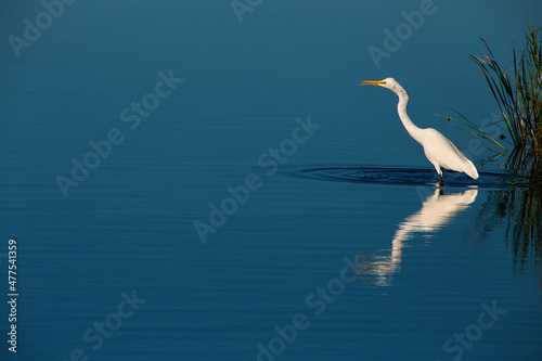 egret and reflection in deep blue water Fototapet