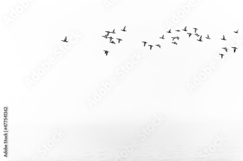 flock of birds above the water on foggy day