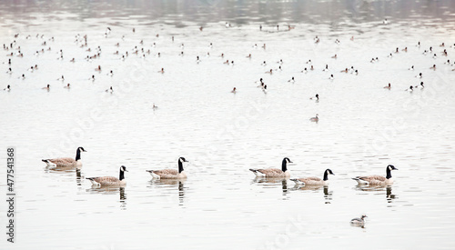 geese and ducks in winter lake