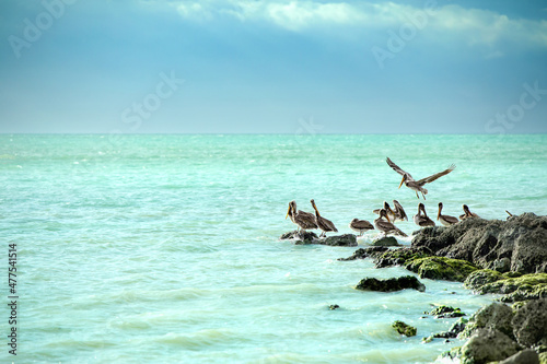 Key West pelicans gathering on rock jetty in Atlantic Ocean