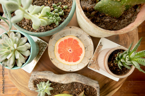 grapefruit half on plate with cactuses and succulents surrounding