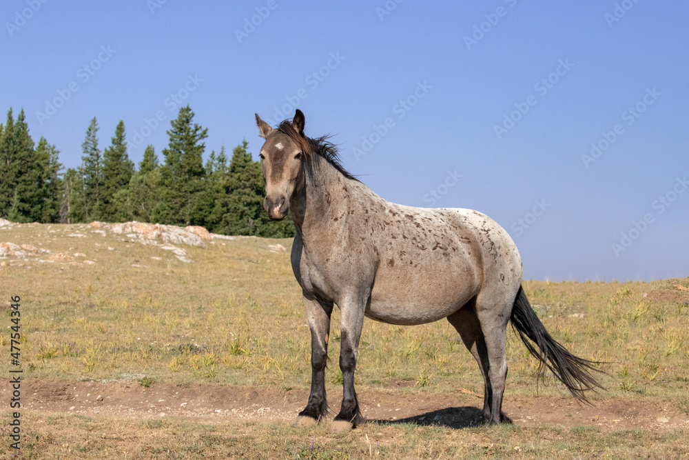 Bay Roan Wild Horse Mustang Stallion on mountain ridge in the western United States Bay Roan Wild Horse Mustang Stallion on mountain ridge in the western United States