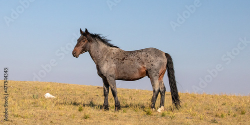 Dark Bay Roan Wild Horse Mustang Stallion on a mountain ridge in the western United States © htrnr
