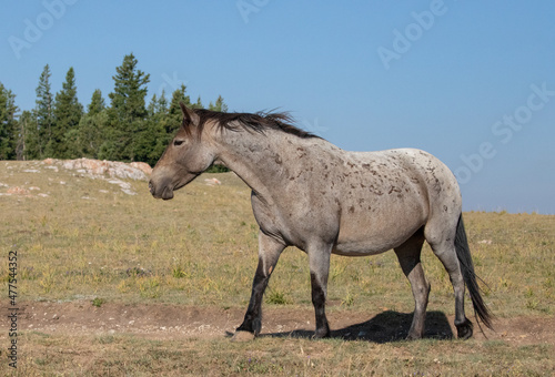 Bay Roan Wild Horse Mustang Stallion on a mountain ridge in the western United States © htrnr