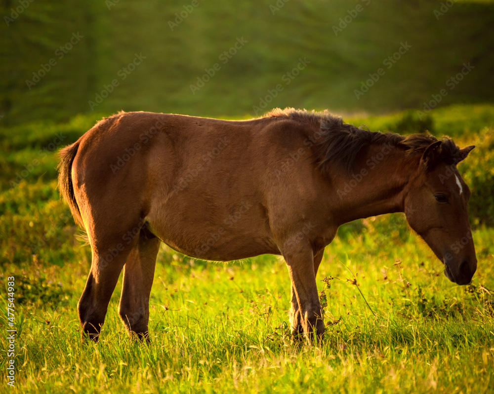 Fototapeta premium Close up of horse eating grass in the field, head horse eating grass in the field, A horse in a meadow