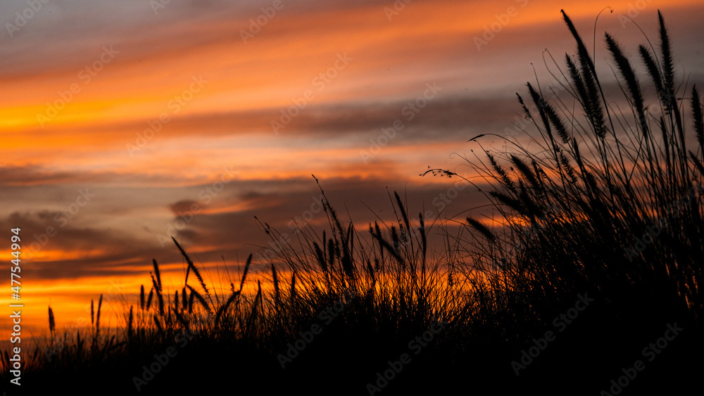 Silhouette sunset , At the time evening time, there was smoke, floating in the sky. color contrast between the sky and the grass. Silhouette sunset , At the time evening time, there was smoke, floating in the sky. color contrast between the sky and the grass.