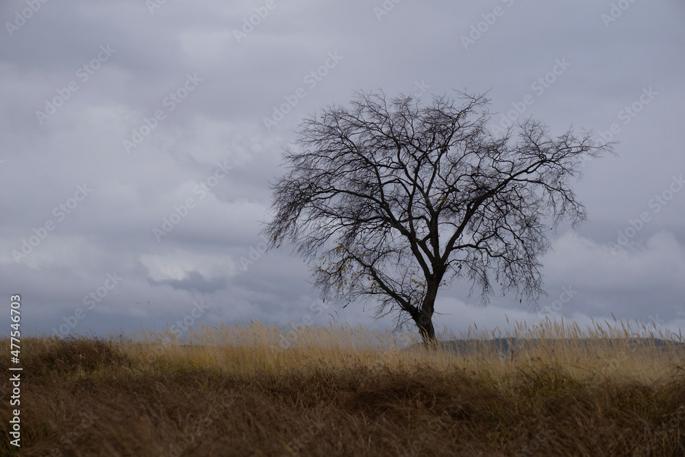 tree in the fog