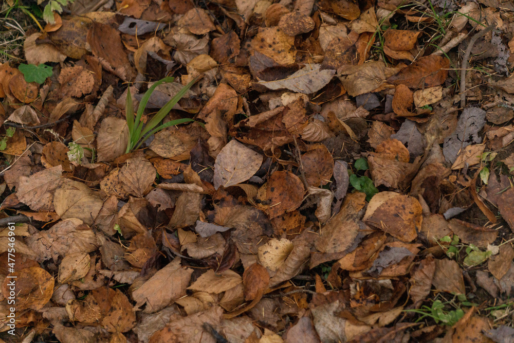 autumn leaves on the ground autumn leaves on the ground
