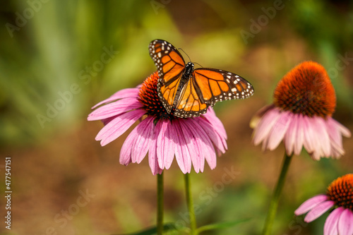 monarch butterfly on coneflower