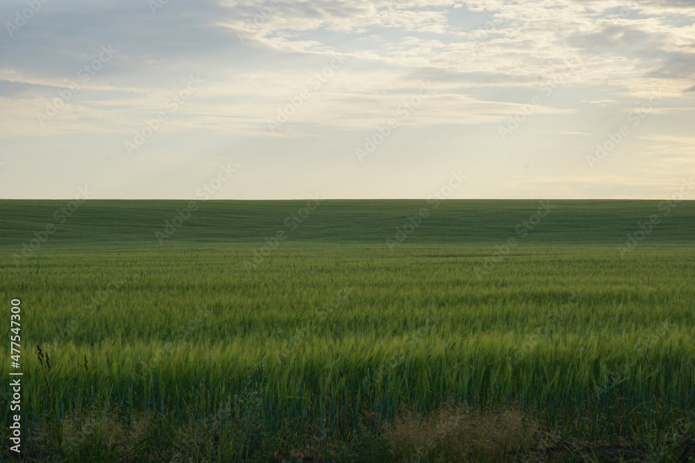 field of wheat