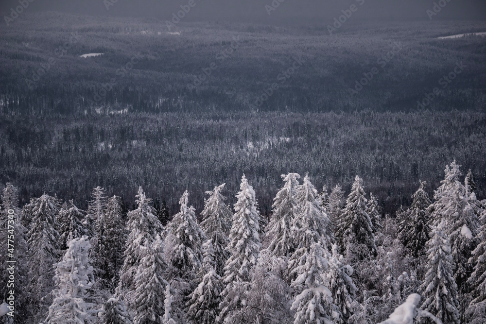 Obraz premium trees in the snow