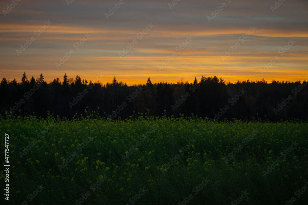 Fototapeta premium sunset in the field