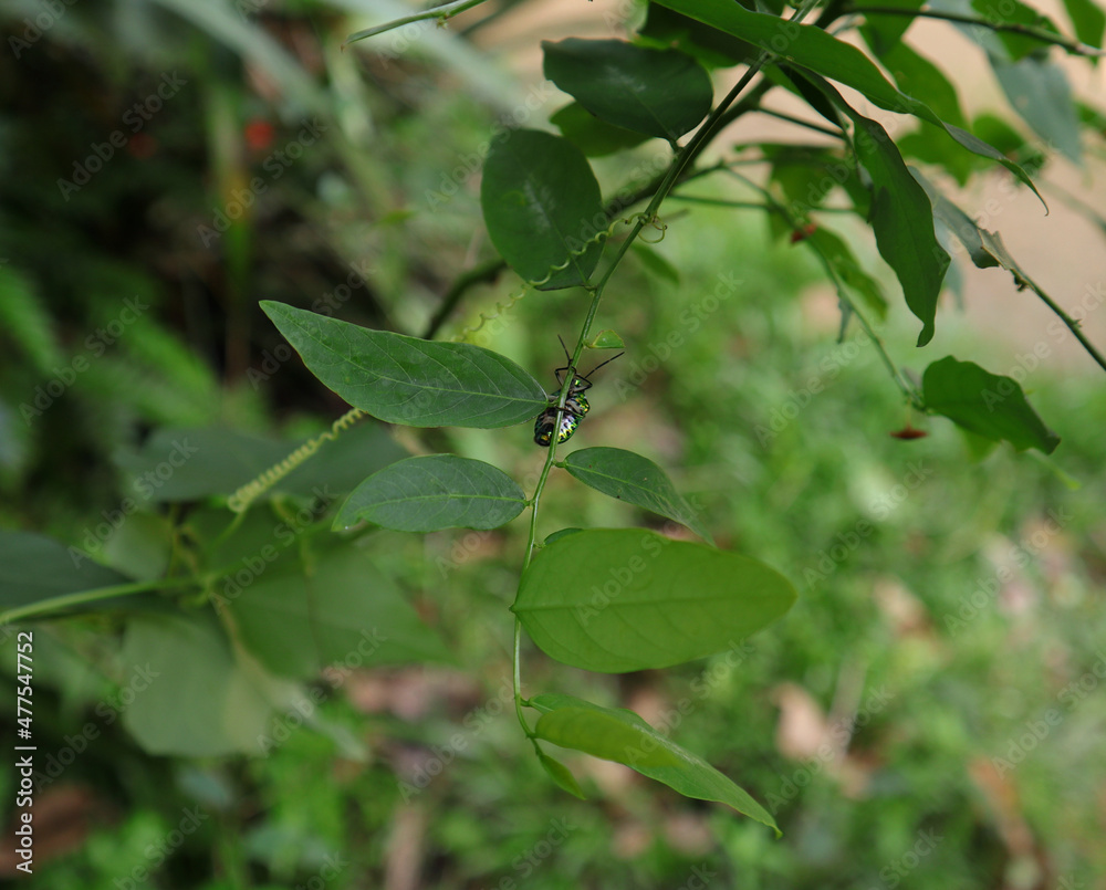 A metallic green color beetle walking on Sauropus androgynus leaflet A metallic green color beetle walking on Sauropus androgynus leaflet