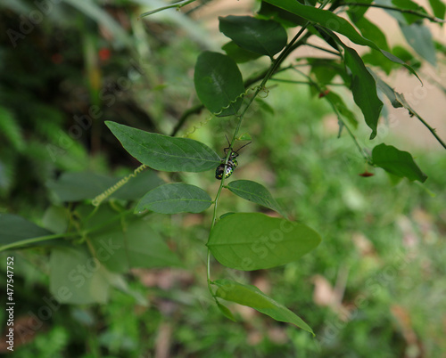 A metallic green color beetle walking on Sauropus androgynus leaflet