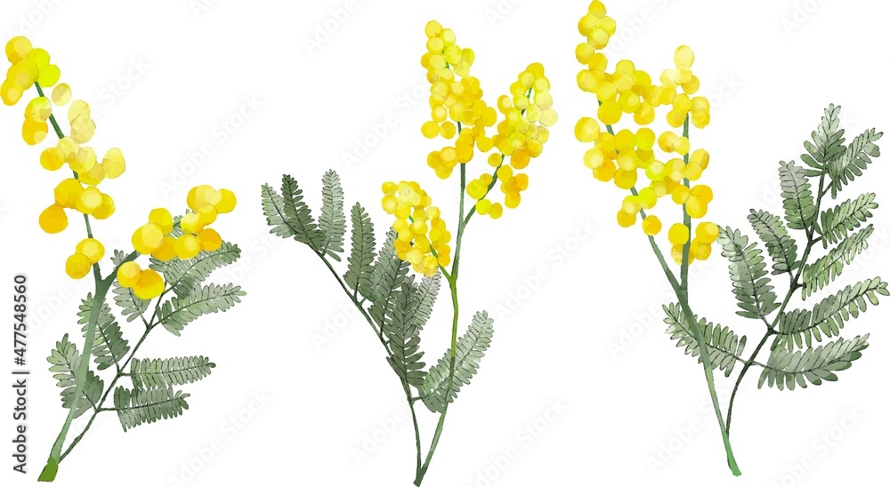 Obraz premium ミモザのイラストセット