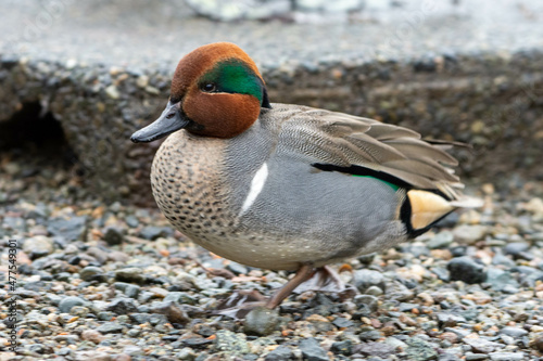 Green-winged teal (American) (Anas carolinensis) standing on the shore. photo