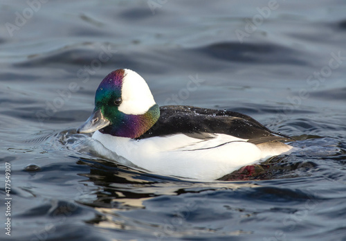 Bufflehead (male) (Bucephala albeola) swimming in the water close up in winter plumage in Canada. photo
