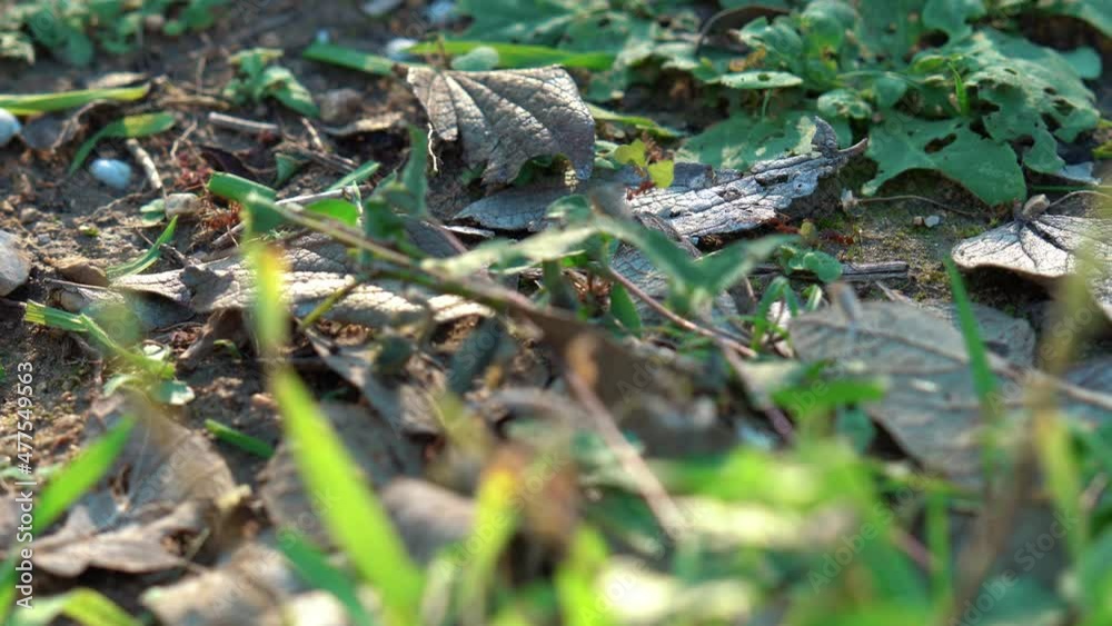 Group of Ants carrying grass and plants during beautiful sunny day in nature,close up Group of Ants carrying grass and plants during beautiful sunny day in nature,close up
