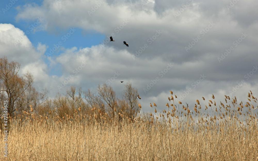 Fototapeta premium White-tailed eagle. Volga Delta. Astrakhan region. Russia Wildlife.