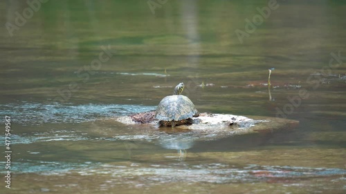Scared Missouri River Cooter Turtle Dashing into Water during sunny day,close up photo