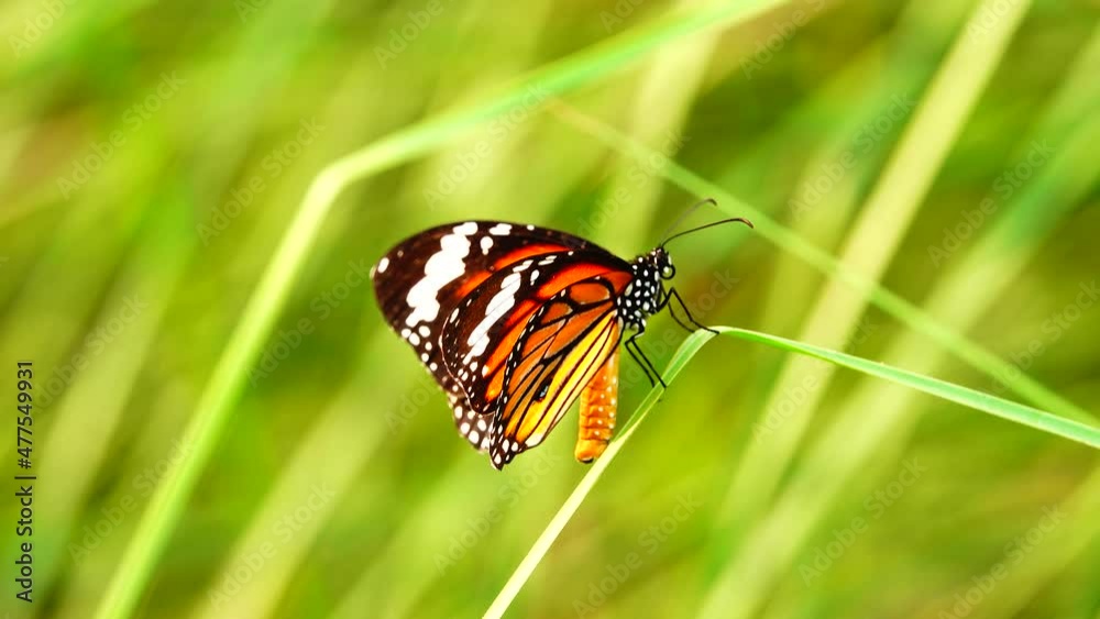 4K Thai butterfly in garden garden summer flower and butterfly flower butterfly flower butterfly 4K Thai butterfly in garden garden summer flower and butterfly flower butterfly flower butterfly