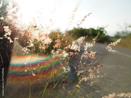 grass with sweet sunset light and warm in summer time that great holiday © maewshooter