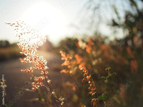 grass with sweet sunset light and warm in summer time that great holiday