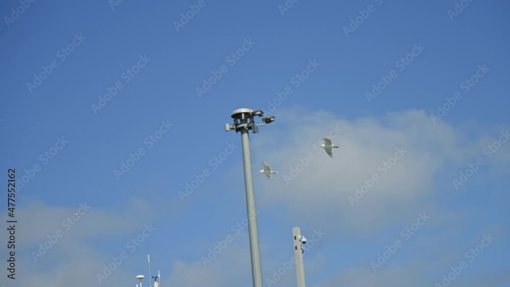 Flock of birds white wild seagull flying in the sky slow motion Flock of birds white wild seagull flying in the sky slow motion