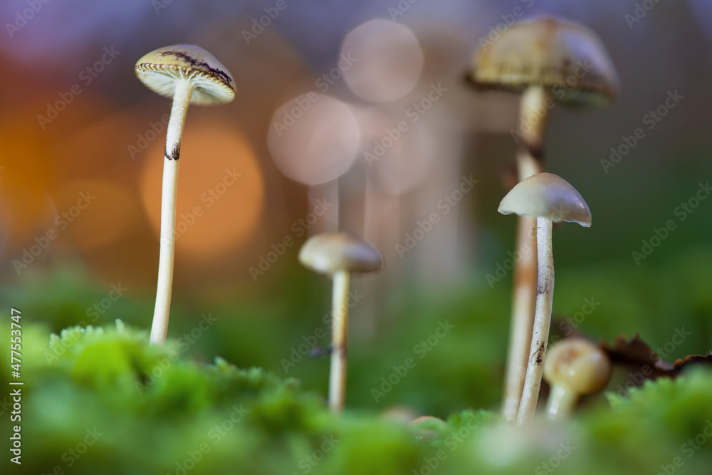 Mushrooms containing psilocybin grow in the forest. Selective focus on the mushroom cap on the left of the frame. Closeup with shallow depth of field. Artistic lighting. Mushrooms containing psilocybin grow in the forest. Selective focus on the mushroom cap on the left of the frame. Closeup with shallow depth of field. Artistic lighting.
