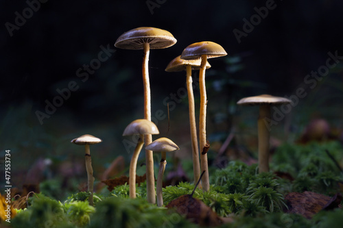 Mushrooms containing psilocybin grow in the forest..Closeup with shallow depth of field. Dark background. Selective focus on the mushroom head at the top of the frame.