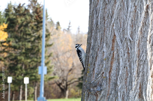 woodpecker on a tree, William Hawrelak Park, Edmonton, Alberta