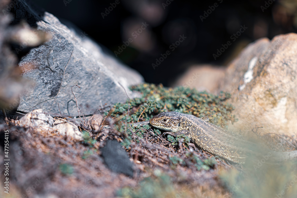 Domestic lizard living in a garden. Small cute reptile animal, spring flora in Poland, many rocks surrounding the creature. Selectie focus on the details, blurred background. Domestic lizard living in a garden. Small cute reptile animal, spring flora in Poland, many rocks surrounding the creature. Selectie focus on the details, blurred background.