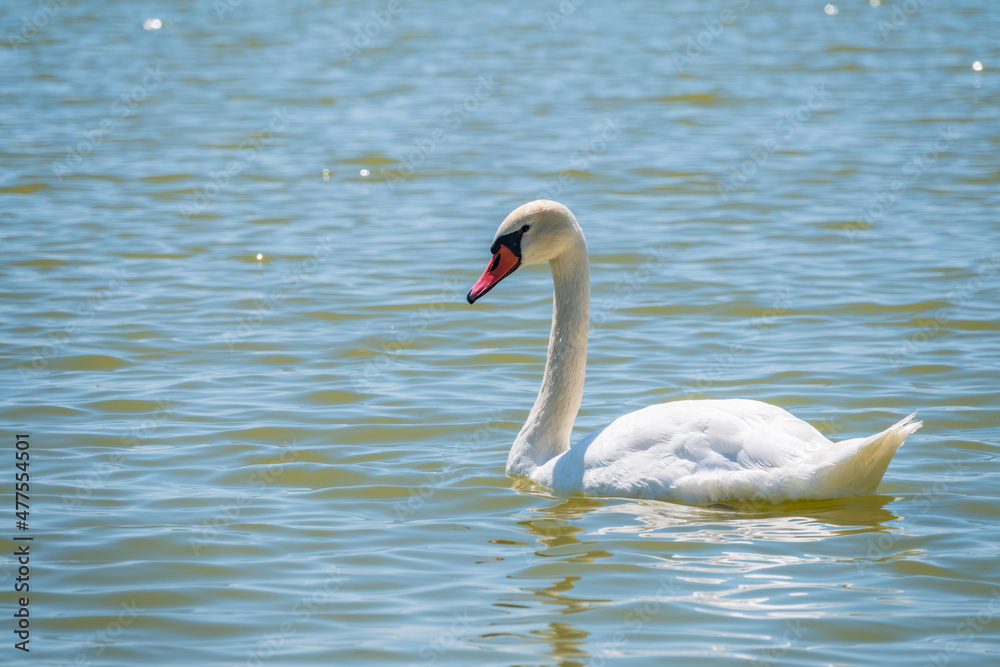 Obraz premium Graceful white Swan swimming in the lake, swans in the wild. Portrait of a white swan swimming on a lake.