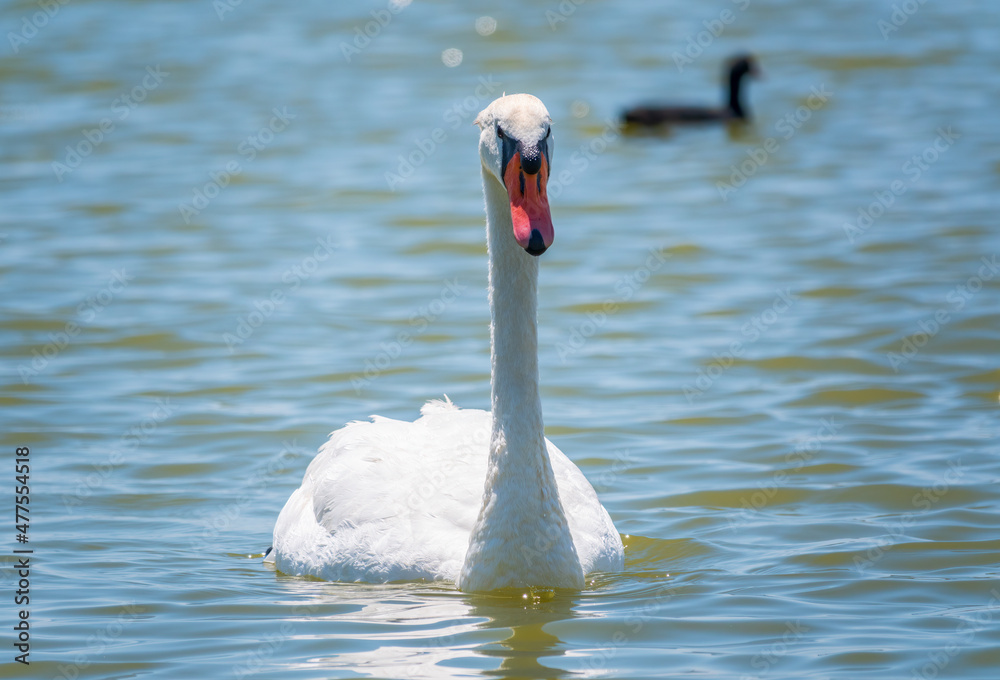 Obraz premium Graceful white Swan swimming in the lake, swans in the wild. Portrait of a white swan swimming on a lake.