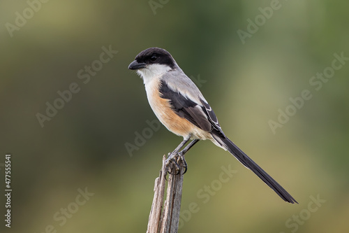 Nature wildlife image of Long-Tailed Shrike perch on tree brunch
