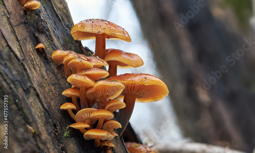 Flammulina velutipes, an edible mushroom in the natural environment photo