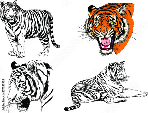 vector drawings sketches different predator   tigers lions cheetahs and leopards are drawn in ink by hand   objects with no background