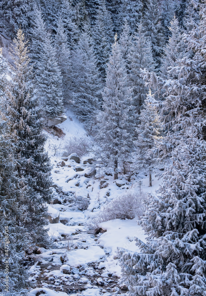 A majestic snow-covered gorge with fir trees along a mountain river in the mountains. Steep cliffs with large rocks are covered with snow. Gorelnik gorge near Almaty, Kazakhstan A majestic snow-covered gorge with fir trees along a mountain river in the mountains. Steep cliffs with large rocks are covered with snow. Gorelnik gorge near Almaty, Kazakhstan