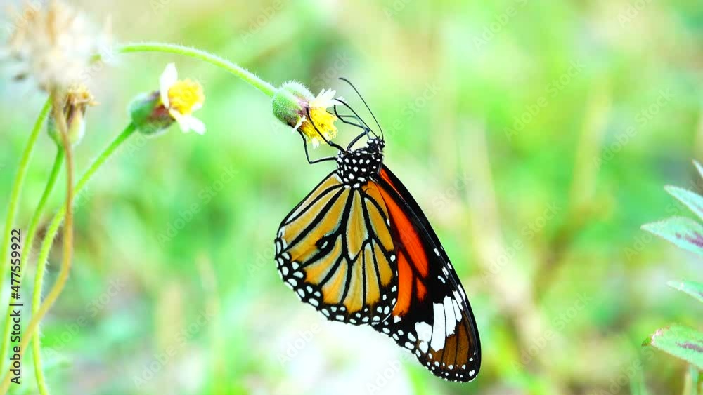 4K Thai butterfly in garden garden summer flower and butterfly flower butterfly flower butterfly 4K Thai butterfly in garden garden summer flower and butterfly flower butterfly flower butterfly