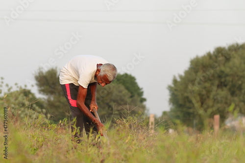 An Indian senior male farmer cuts the grass in the field with the help of a shovel with wearing white Vest dress and black paint