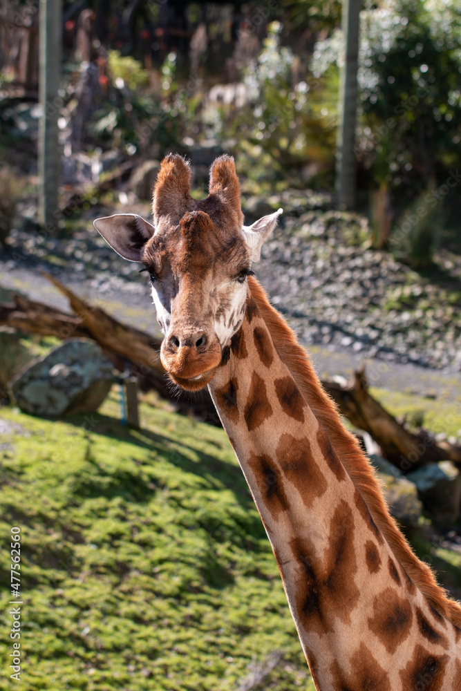 Portrait shot of a Giraffe head and neck at Wellington Zoo, New Zealand Portrait shot of a Giraffe head and neck at Wellington Zoo, New Zealand